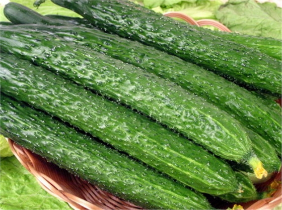 #微肥課堂#黃瓜味苦，天氣or肥料，到底誰(shuí)之過(guò)？