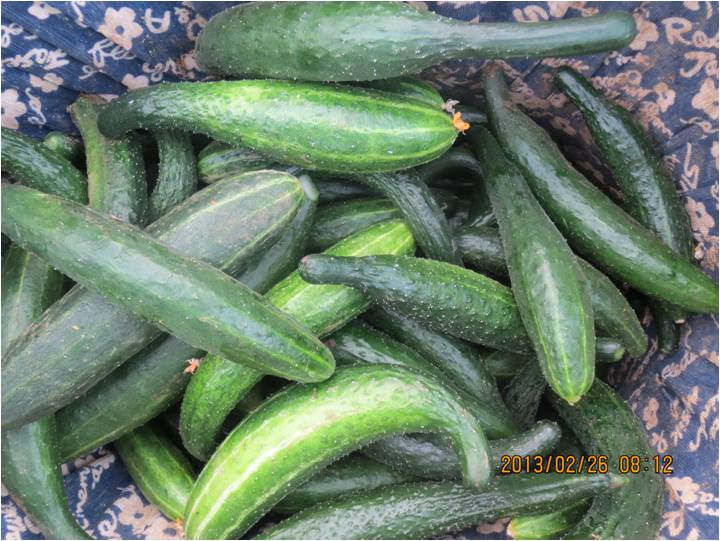 #微肥課堂#黃瓜味苦，天氣or肥料，到底誰(shuí)之過(guò)？