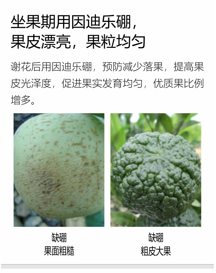 海藻硼_06.jpg