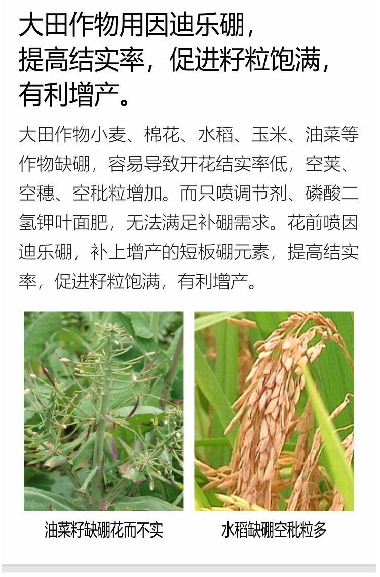 海藻硼_07.jpg