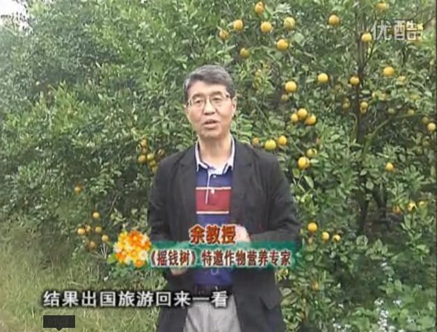 20160111珠江臺搖錢(qián)樹(shù)：貢柑大場(chǎng)樹(shù)弱黃葉，今年樹(shù)勢大翻身果靚還高價(jià)！