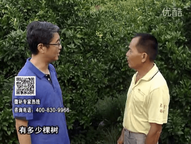 20160801珠江臺搖錢(qián)樹(shù)：柑橘連續7年用微補方案，保樹(shù)青綠每年增產(chǎn)30%