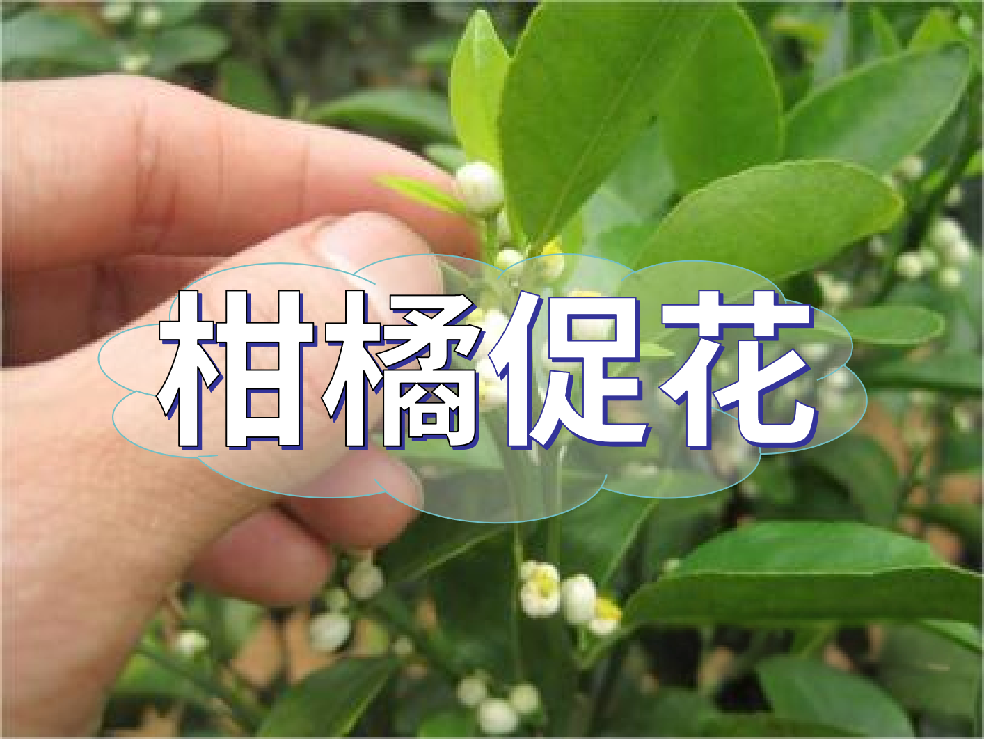 到了柑橘秋梢期，什么時候促花？