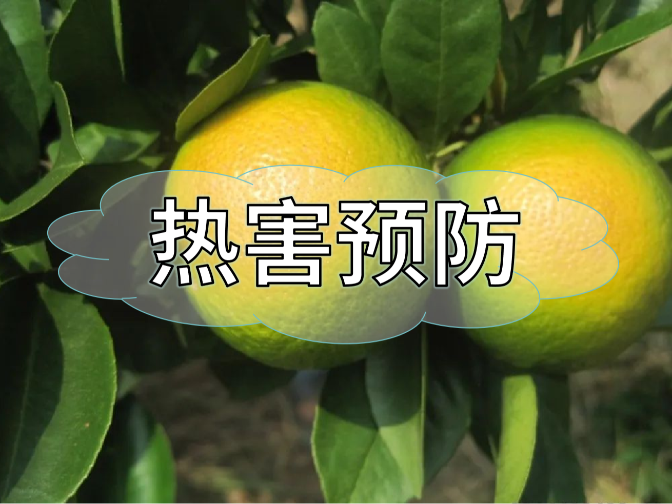 高溫?zé)岷r(nóng)業(yè)生產(chǎn)的 "隱形殺手"，熱害防御指南