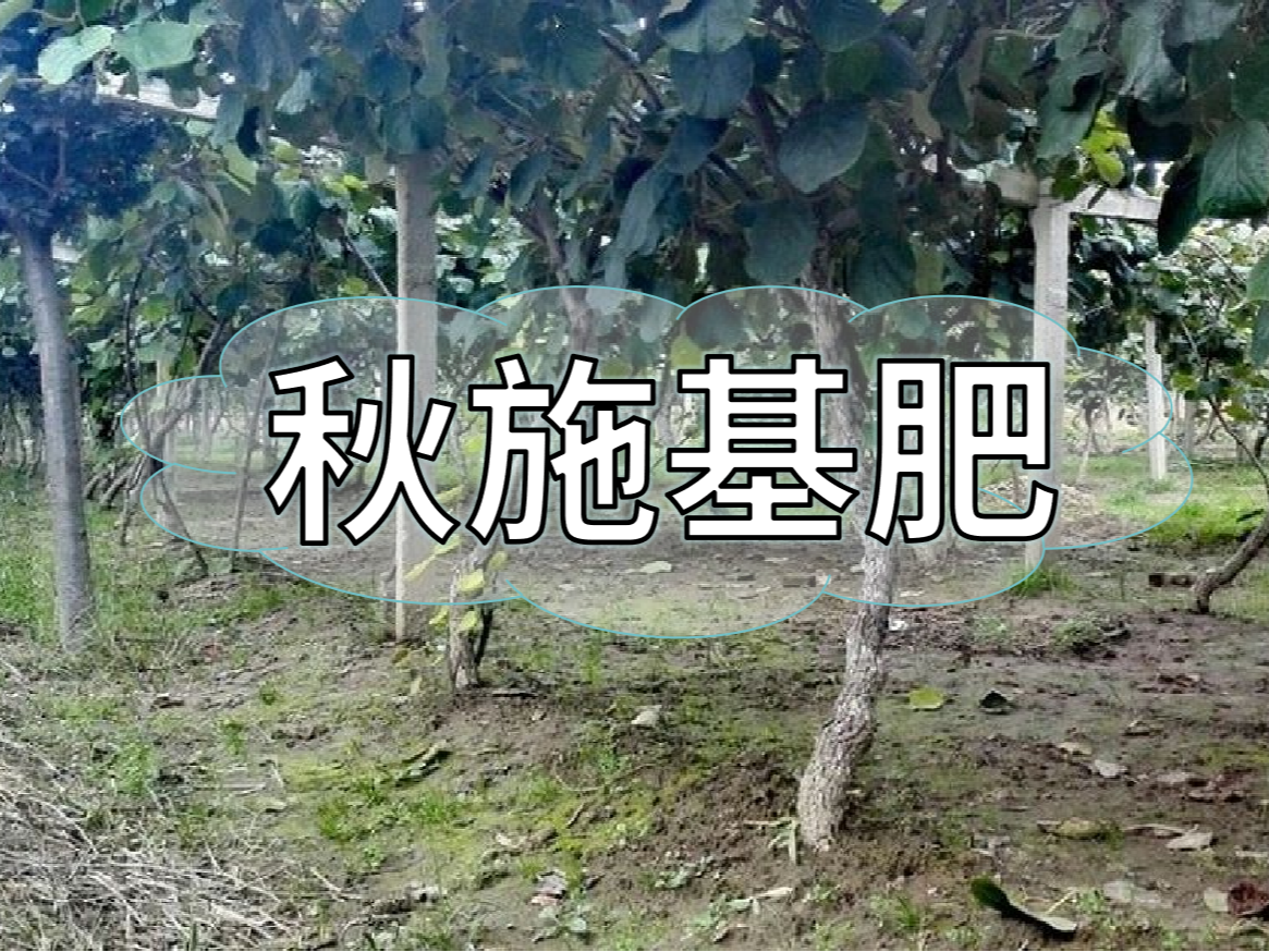 果樹秋肥要補(bǔ)好更要補(bǔ)對(duì)！秋肥方案全附上