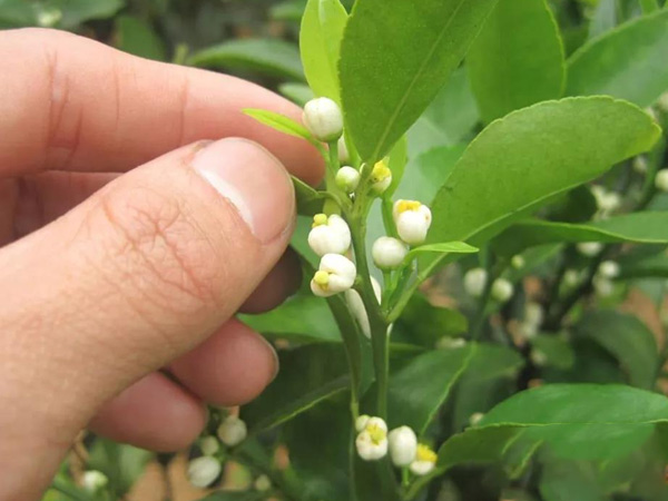 沃柑茂谷柑來花多要疏花，促花工作就不做了，小心花多不壯
