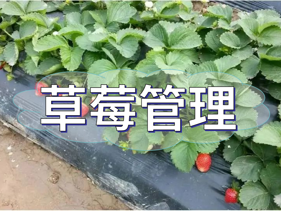 這樣做讓你的草莓品質(zhì)好，產(chǎn)量高！