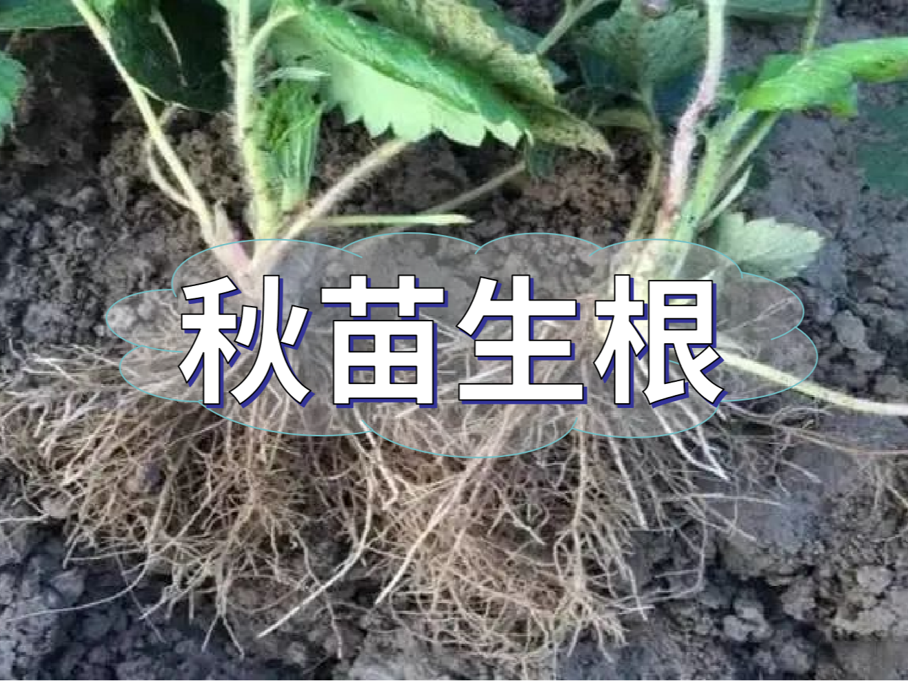 秋播開始，生根養(yǎng)根是作物健壯增產(chǎn)提質(zhì)的關(guān)鍵