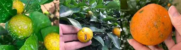 采果前后生防病蟲(chóng)害，效益最佳?！