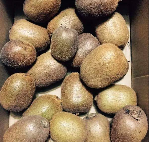 采果前后生防病蟲(chóng)害，效益最佳?！