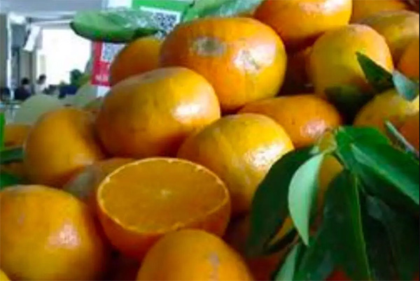 采果前后生防病蟲(chóng)害，效益最佳?！