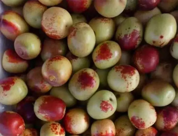 采果前后生防病蟲(chóng)害，效益最佳?！