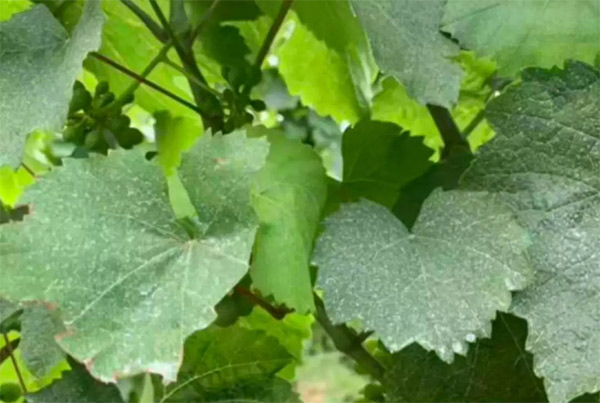 采果前后生防病蟲(chóng)害，效益最佳?！