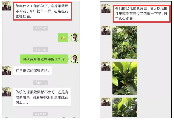 秋梢期，柑橘果農都在做這件事……