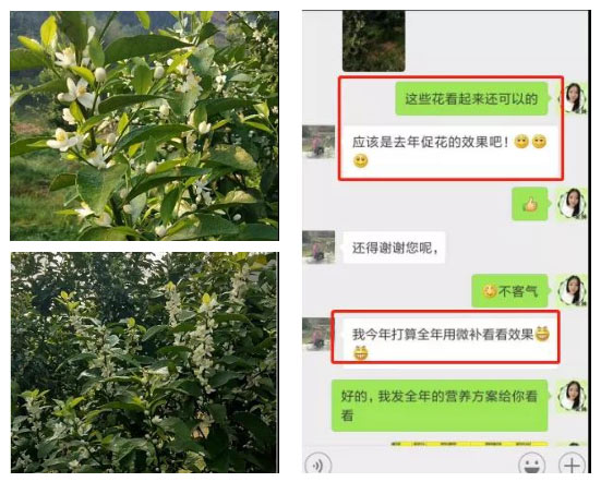 秋梢期，柑橘果農都在做這件事……