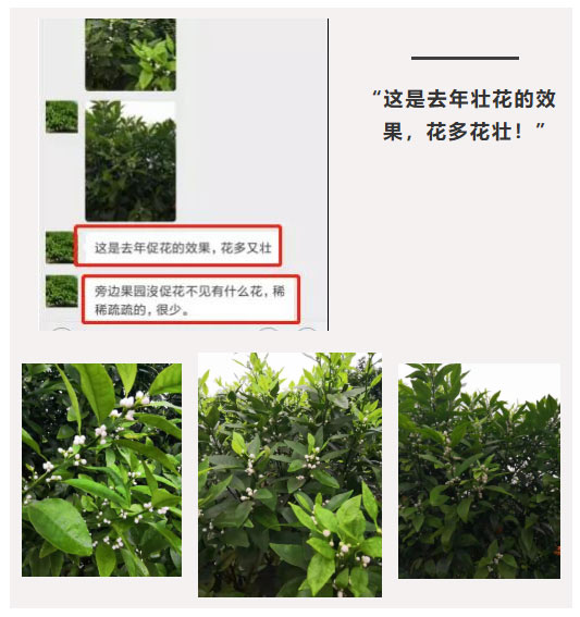 秋梢期，柑橘果農都在做這件事……