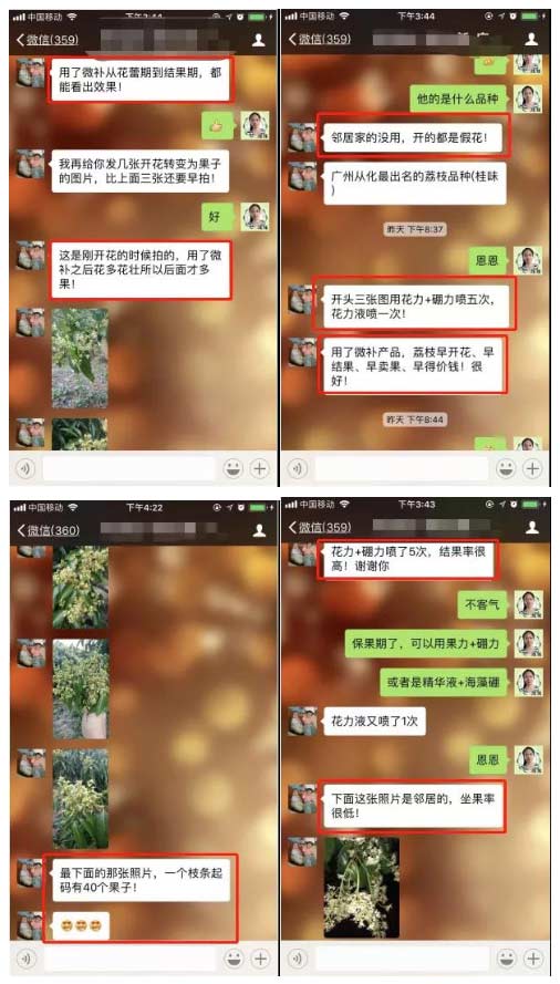 荔枝園連年高產(chǎn)，秘訣在這里