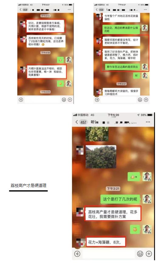 荔枝園連年高產(chǎn)，秘訣在這里