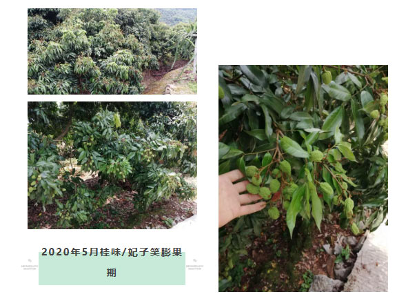荔枝園連年高產(chǎn)，秘訣在這里
